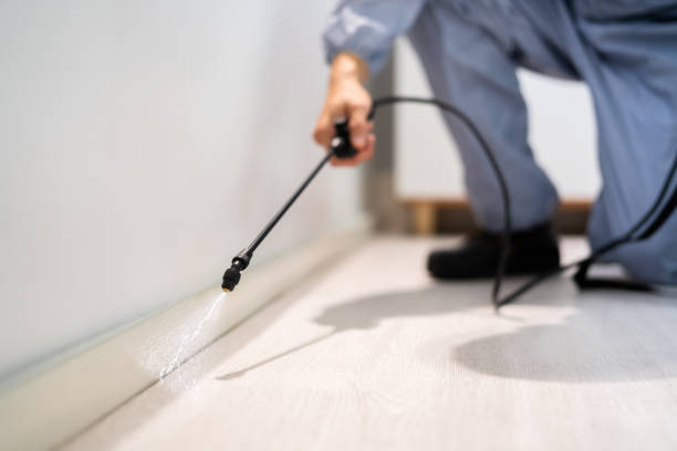 Licensed Wasp Removal service in Chesterfield, MO - Show Me Pest Control