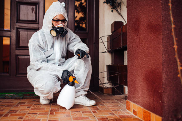 Reliable Wasp Removal contractor in Chesterfield, MO by Show Me Pest Control